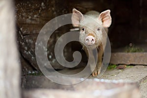 One little scared pig at farm