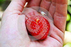 One little strawberry in my hand, organic garden background