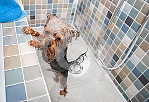 One little wet cute and beautiful purebred Yorkshire Terrier dog trying to escape from the bathtub because he don`t want to bathin