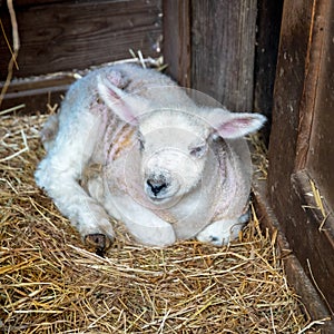 One little white lamb