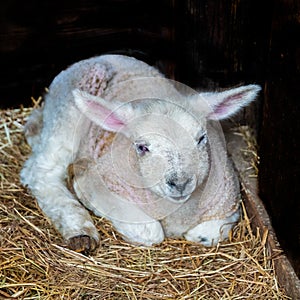One little white lamb