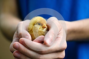 One little yellow chichen in female hand