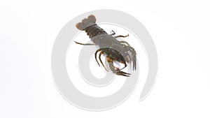 One live crayfish creeps and stops. White background.