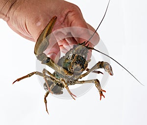 One live crayfish