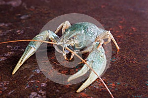 One live crayfish