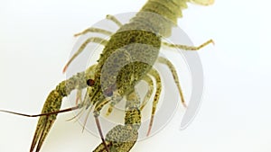 One live crayfish moves its claws and limbs in clear water on a white background.