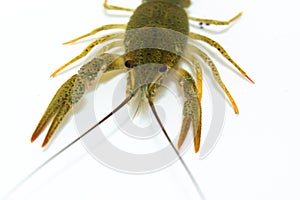 One live crayfish moves its claws and limbs in clear water on a white background