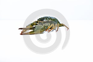 One live crayfish on white background. Catching crayfish for human consumption