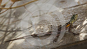 One lizard between rocks in the South African mountains