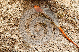 One lizard between rocks in the South African mountains