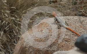 One lizard between rocks in the South African mountains