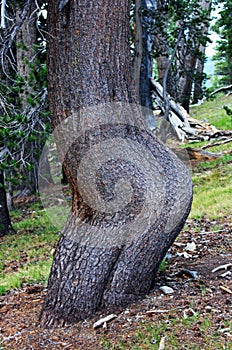 `Kim Kardashian` Lodgepole pine, Tuolumne Meadows, Yosemite National Park photo