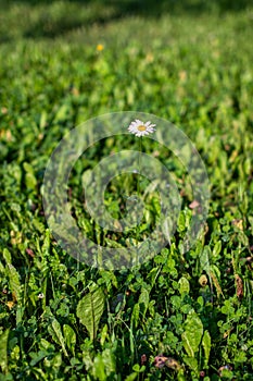 One lone beautiful Daisy flower in a grass field lawn