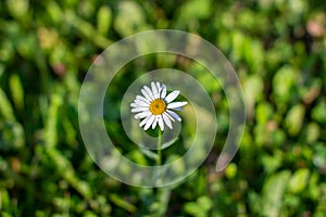 One lone beautiful Daisy flower in a grass field lawn