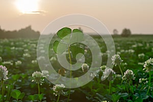 One lone clover with early morning siunshine glistening on oits leaves in a meadow