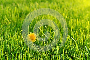 One lone dandelion growing in green grass