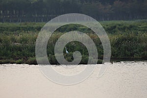 One lone Egret in the Bohai wet-lands new parl