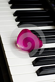 One lone rose petal of pink scarlet lies on black and white piano keys. romantic music, lightness and romance of relaxation and