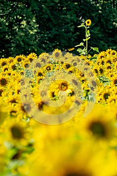 One lone sunflower standing out in a field of blooming flowers. Concept for standing out in a crowd