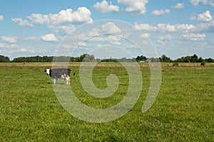 One lonely black and white cow on the meadow