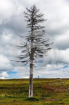 One lonely dry and dark dead tree in a dramatic colorful mountain landscape.