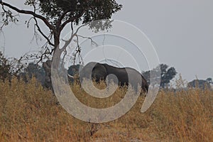 One lonely elefant in  Okavango Delta during mornign bushwalk in africa in Botswana on holiday.