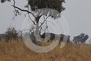 One lonely elefant in  Okavango Delta during mornign bushwalk in africa in Botswana on holiday.