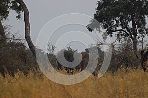 One lonely elefant in  Okavango Delta during mornign bushwalk in africa in Botswana on holiday.