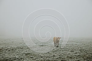 One lonely furry brown cow standing on the pasture covered with hoarfrost during the frosty foggy morning in late autumn