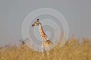 One lonely giraffe standing during morning bush walk in Okavango Delta in Botswana in summer on holiday.