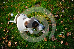 One lonely mongrel spotted dog sit on the green autumn grass with orange leafage on it