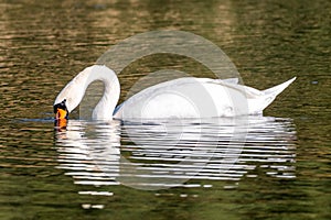One lonely mute swan floating on lake and drink water