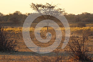 One lonely pumba running in khama rhino sanctuary on waterhole in Botswana on holiday.