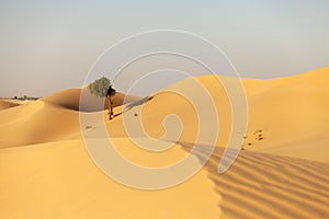 One lonely tree in the desert in the UAE hidden between the sand dunes