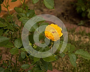 one lonely yellow rose bloom waiting for other blooms to open