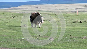 One long-haired yak cow tibetan bull sarlyk grunting ox in Mongolia.