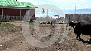 One long-haired yak cow tibetan bull sarlyk near wooden fence in Mongolia.