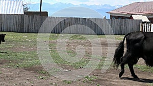 One long-haired yak cow tibetan bull sarlyk near wooden fence in Mongolia.