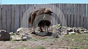 One long-haired yak cow tibetan bull sarlyk near wooden fence in Mongolia.