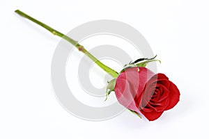 One long stem red rose