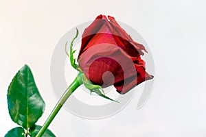 One long stem red rose against white background