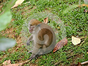 One Long-tailed Macaque, Macaca fascicularis, sitting in the tall grass of Sumatra, Indonesia