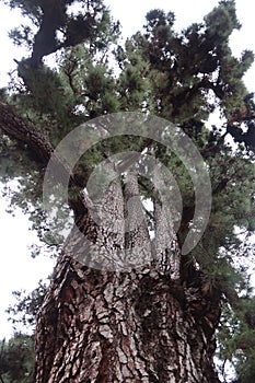 One of the longest-lived specimens of the Canary Island pine (pinus canariensis) in the Teide National Park