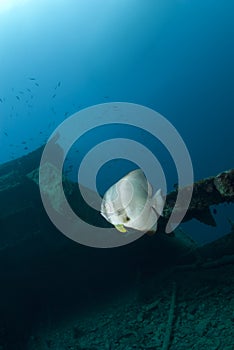 One Longfin batfish on a shipwreck.