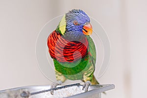 One lorikeet parrot feeding from bowl in a zoo and looking in camera. Beautiful wild tropical animal bird eating nectar. Beauty of
