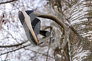 One lost and found shoe hanging on tree branch