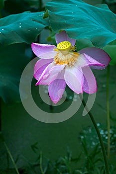 One lotus flower in raining