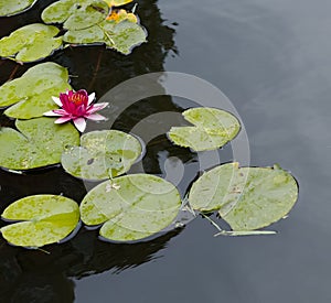 One lotus on the pond