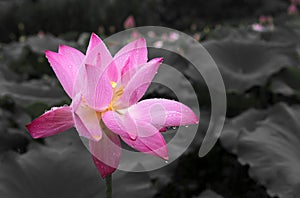 One lotus in raining