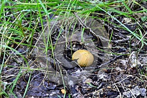 One Lycoperdon in leaves